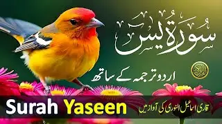 Best Surah Yaseen Recitation | Powerful Quran Tilawat to Cleanse Your Soul | سورة يس | Daily Quran37
