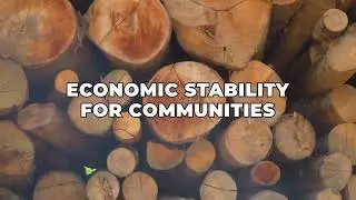 Sustainable Logging Let's talk timber! 🌲
