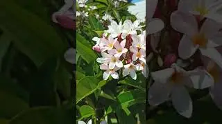 Який все таки гарний світ #nice#sweet#beautiful#flowers#world#travel