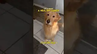 Check the description for full bowl details👀 #goldenretriever #healthydogfood #rawfeddog