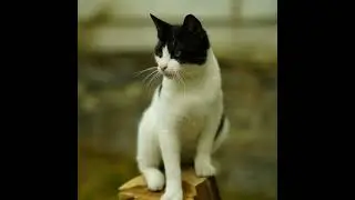 Tranquil Escape: 30 Minutes of Calm #sleepmusic #cat #исцеляющиезвукиприроды