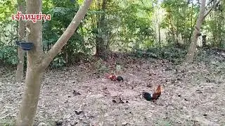 #ต่อไก่ป่า ep155 เจ้าถิ่นหนุ่มทรงสวยๆหมานๆ #chicken #nature 