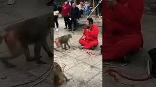 TRAINER ATTACKED BY PET MONKEY WITH A BUTCHER KNIFE  & THIS HAPPENED #funny #hilarious #goofy #short