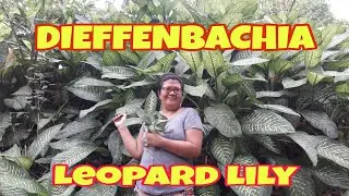 FREE DIEFFENBACHIA RARE PLANT LEOPARD LILY IN THE FOREST @michelleawagercio5753