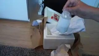 Betta Unboxing (I Got A Fish In The Mail)