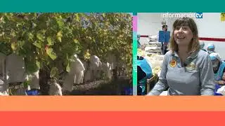 HABLAMOS DE UVA EMBOLSADA VINALOP&Oacute;
