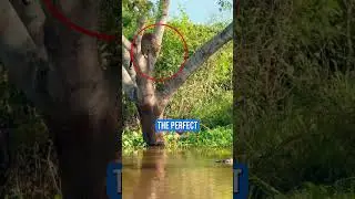 Неожиданная речная схватка между ягуаром и крокодилом! 😱