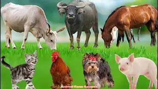 Funny Animal Moments: Elephant, Cow, Horse, Dog, Cat, Chicken, Lion &ndash; Animal Sounds