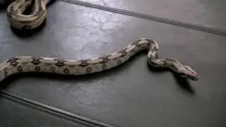Red Tail Boa Surinam - Harry