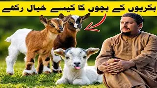 How To Care Baby Goats | Goat Baby Kids | IRSHAD 91