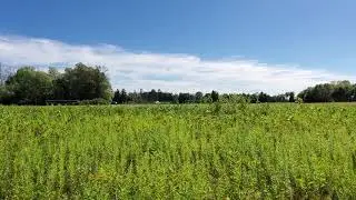 Nature walk for kids: Peaceful walk through a beautiful summer field filled with dragonflies