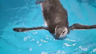 Magellanic Penguin Chick's First Swim!