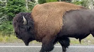 Bison of Yellowstone