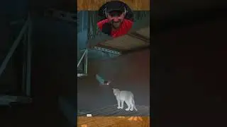 Camera Say's Hi! #stray