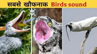 10 डरावनी आवाज़ वाले पक्षी | Scary Sounding Birds | Horror Nature Sounds