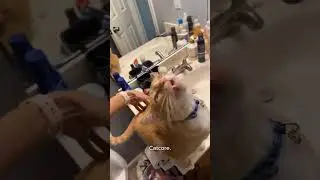 Funny CAT Moments 😂😂 episode 7666 #funnycats #cats #funnyanimals #petsofinstagram