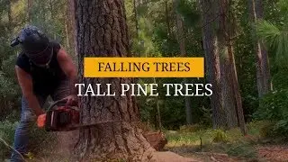 Felling Tall Pine Trees | Tree Removal | Tree Service
