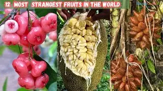 12 Most Strangest Fruits in the World | Weird Fruits