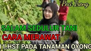 RACIKAN PUPUK 11 HST PADA TANAMAN OYONG BIAR JAUH DARI PENYAKIT