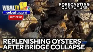 Oyster planting to resume after Key Bridge collapse
