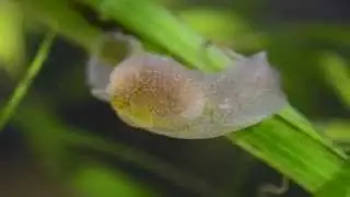 Window on the Heart of Bubble Shell Snails