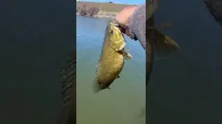 Smallmouth Bass Release! #fish #fishing #bass #smallmouth #shorts #youtubeshorts #trending #viral