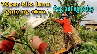 Mataas na PRESYO ng okra 70 per kilo ang farm gate
