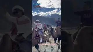 Adventures group Camel ride in Nubra Valley by FINNA TRAVELS