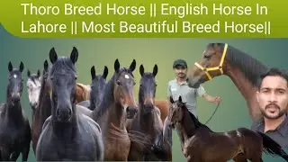 Thoro Breed Horse || English Horse In Lahore || Most Beautiful Breed Horse|| Pakistan point