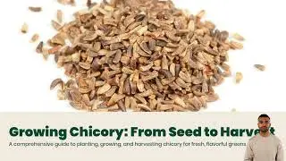 How to Plant, Grow, and Harvest Chicory From Seed: A Growing Chicory Guide From Bloom Ranch of Acton
