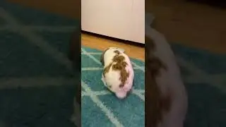 Angry Bun Angry Bun Angry Bun #bunny #petroutine #itsbunn 239