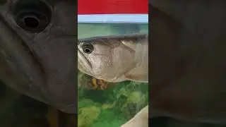 Kukkad Kamal Da!