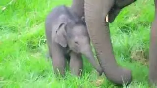 Wild Baby Elephant Funny Playing And Sleeping