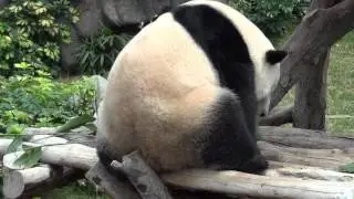 Itchy & Scratchy - Panda scratched its leg and bottom before promptly fell asleep again!