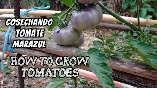 Cosechando primer TOMATE azul- morado 