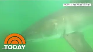 12-Year-Old Girl Is Latest Victim Of Shark Attack