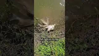 whitebass fishing in small Texas creek #fishing #fish #bass #bassfishing #spawn #bait #fyp #viral