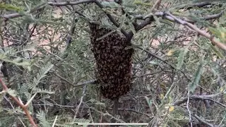 Relocating a bee swarm from mesquite tree