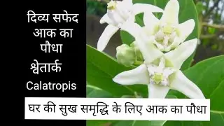 All about White Aak Plant|सफेद आक का पौधा|मदार|Calotropis