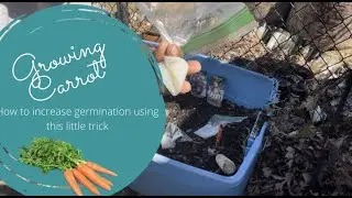 Growing Carrots, how to increase germination with this little trick #carrots #gardening