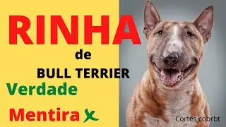 RINHAS COM BULL TERRIER VERDADE OU MENTIRA ?-CORTES COBRBT