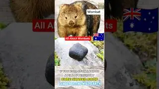 Wombat facts All about wombats #wildlife #animals  #wombat  #facts