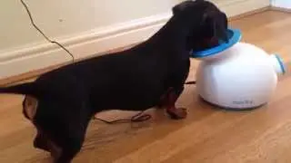 Dog Uses Ball Throwing Machine!