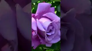 Сиреневые розы.  Дмитрий Шлапак