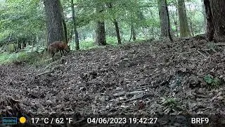 A Smart Fox - Forest Of Dean (Final Part)