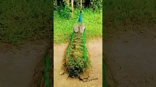 🦚 &ldquo;Beautiful Peacock Short Video 💚&rdquo; ! #youtube #foryou #wildlife