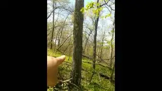 Morel mushroom hunting How to find morels around Ash trees