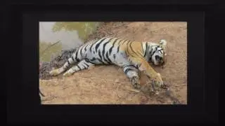 Help Keep The Tiger Wild   Tiger Awareness Charity