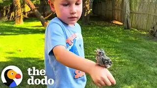 Дикая птица, появившаяся с сообщением, которое им было нужнее всего | Додо