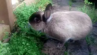 My rabbit's daily exercise part2 (12 September, 2018)